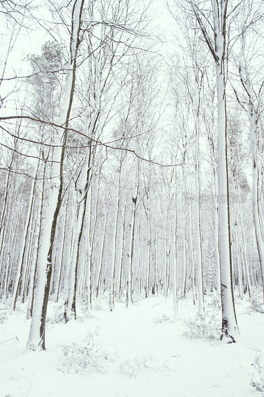 暮色中的雪林