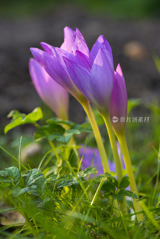 秋水仙在阳光灿烂的花园里。