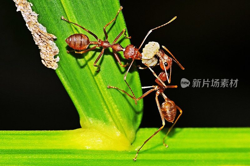 蚂蚁以昆虫为食。