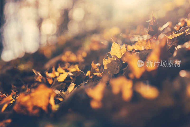 秋景——枫叶在阳光下飘落
