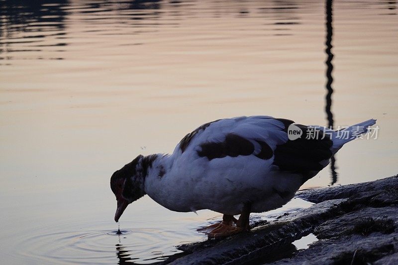 日落在湖