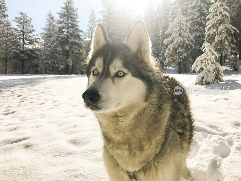 西伯利亚哈士奇在美丽的加州的冬天里狂奔
