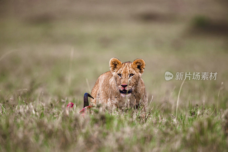 年轻的狮子在野外进食。