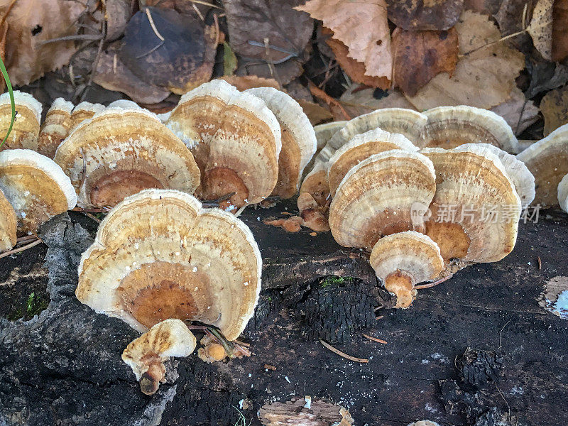 圆木上生长的杂色火鸡尾食用蘑菇