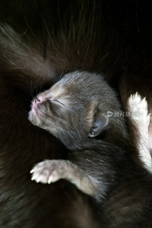 刚出生的小猫和妈妈一起睡觉