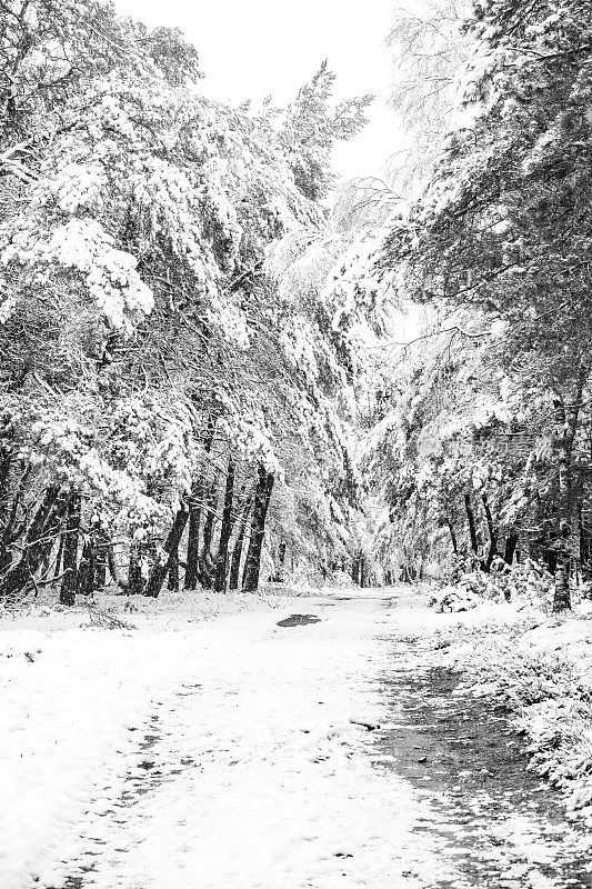 在一个刚刚下过雪的寒冷冬日里，在一片白雪覆盖的森林里的小路