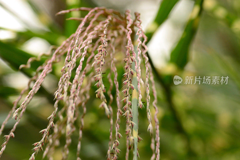 芒草sinensis圆锥花序。