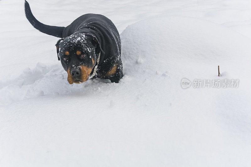 村子里的狗在雪地里玩耍