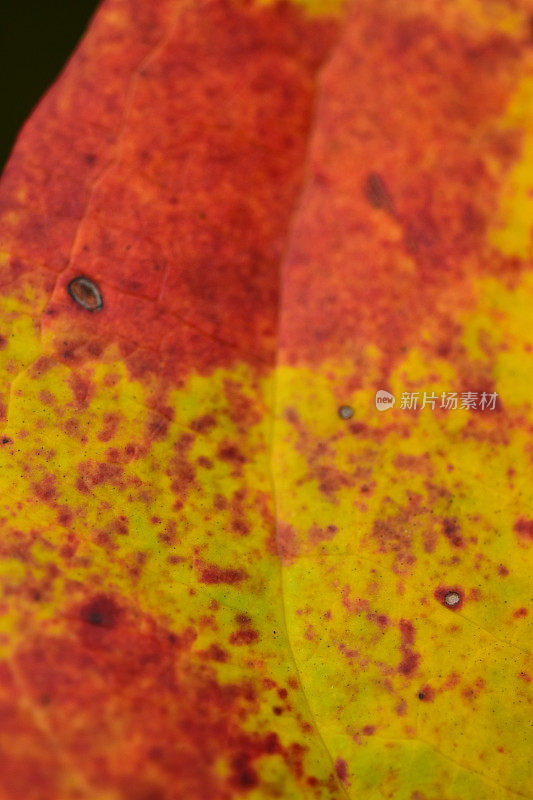 近距离观察秋天菝葜叶部的颜色变化
