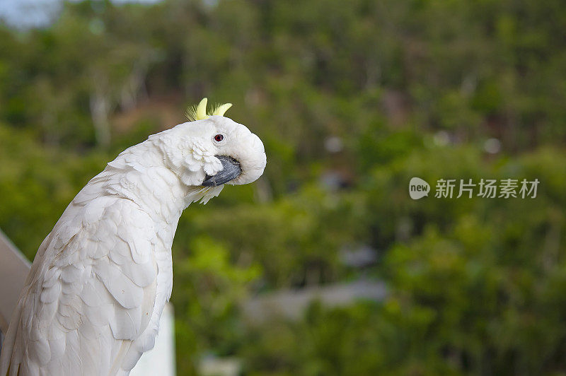 澳大利亚的汉密尔顿岛