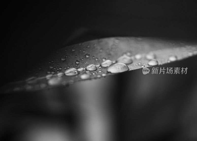 雨滴落在树叶上