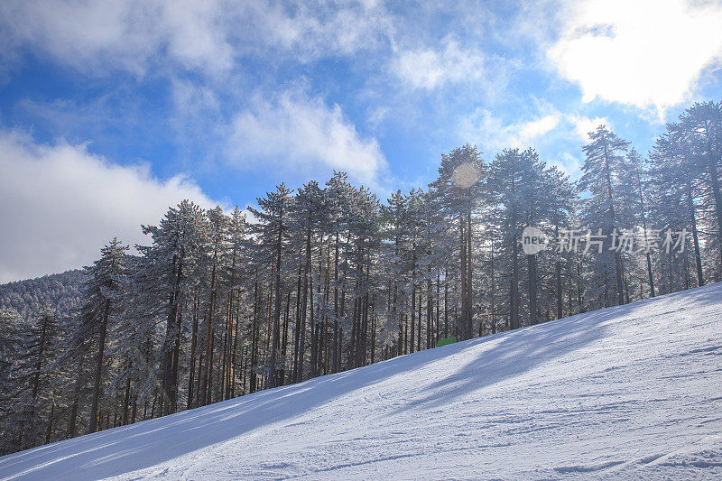 冬针叶林雪松。山顶的高山景观。阿尔卑斯山滑雪区。欧洲滑雪胜地。