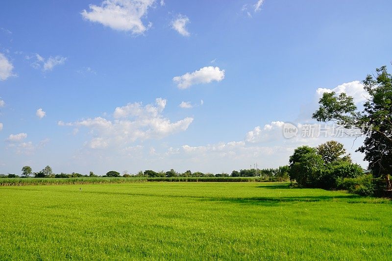 草地和完美的天空