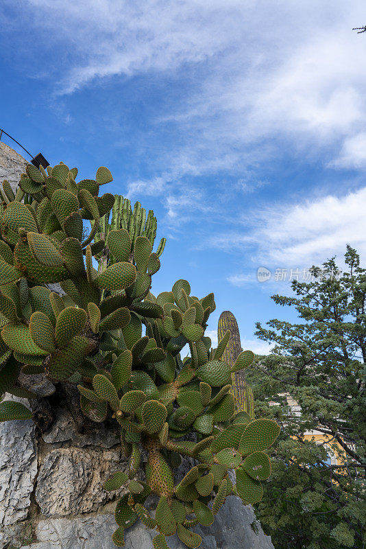 伊泽植物园