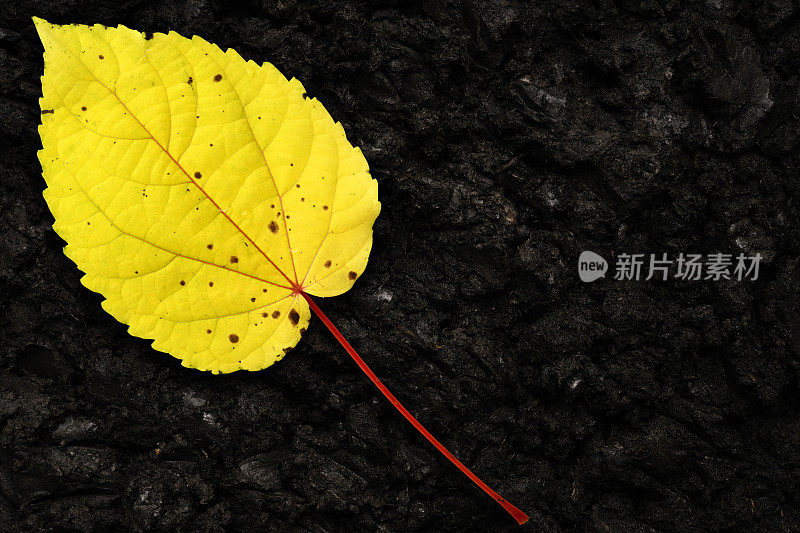 落叶落在潮湿的腐殖质土壤上。