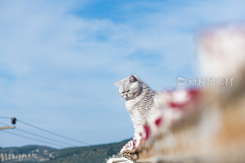 屋顶上的猫