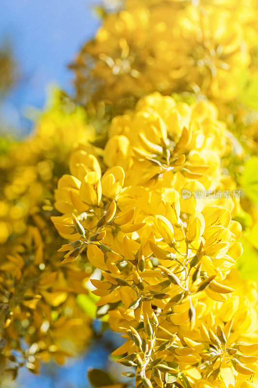 金链草或普通的金链草被称为金链树。