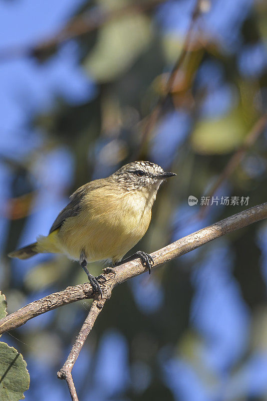 黄色的残余Thornbill