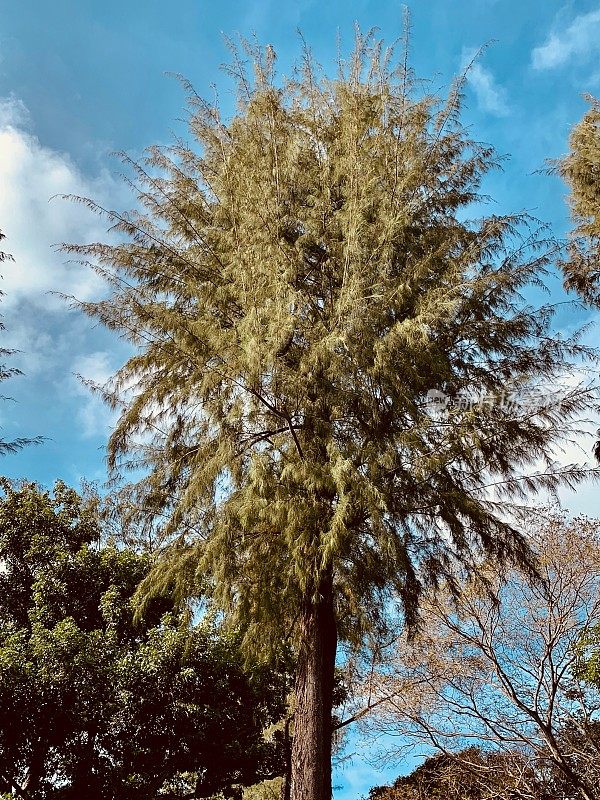 木麻黄树