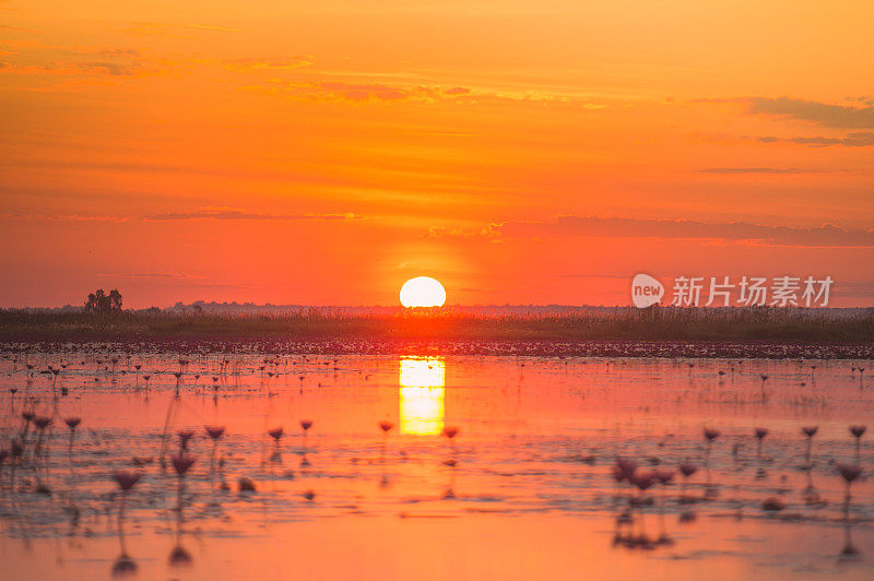 泰国乌隆他尼省昆帕瓦皮国家公园美丽的粉红色莲花湖