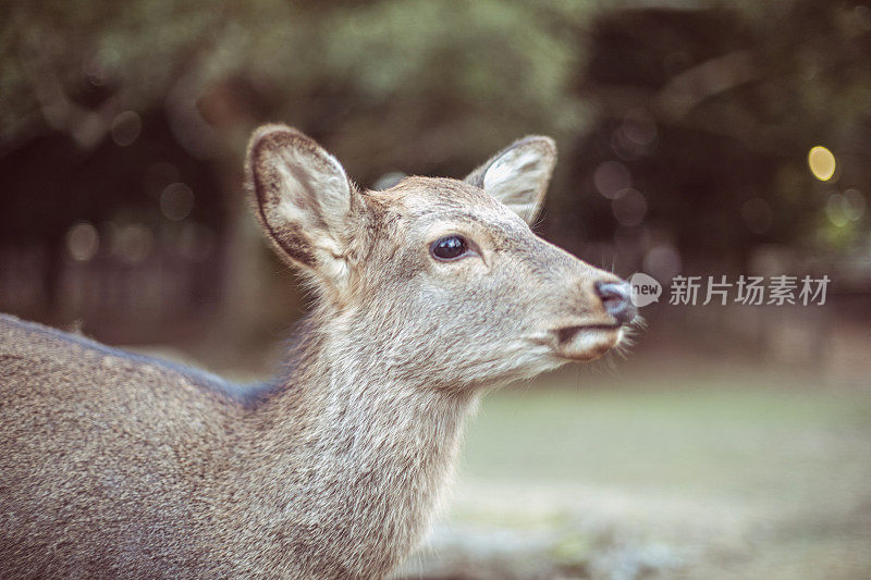 日本奈良公园的鹿