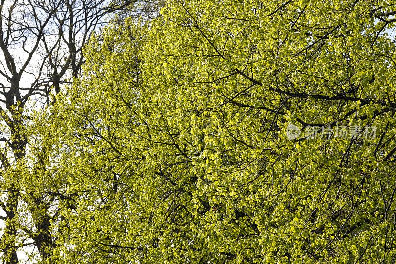初春嫩绿嫩绿的树叶