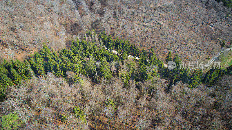 森林地区春季鸟瞰图