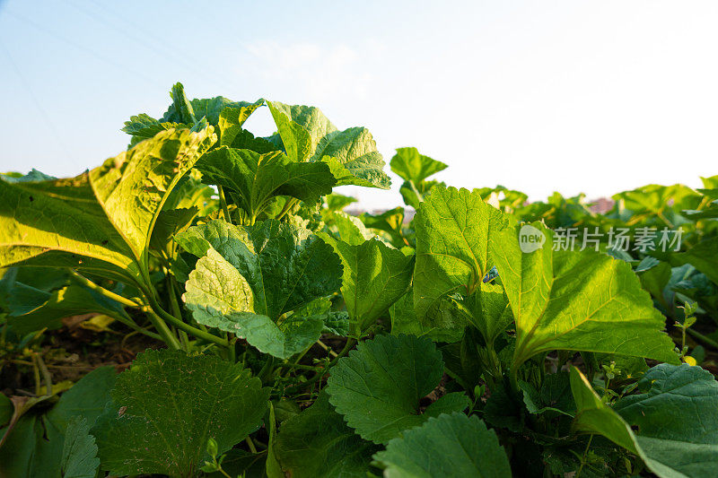 可食用的锦葵在阳光下的农田里