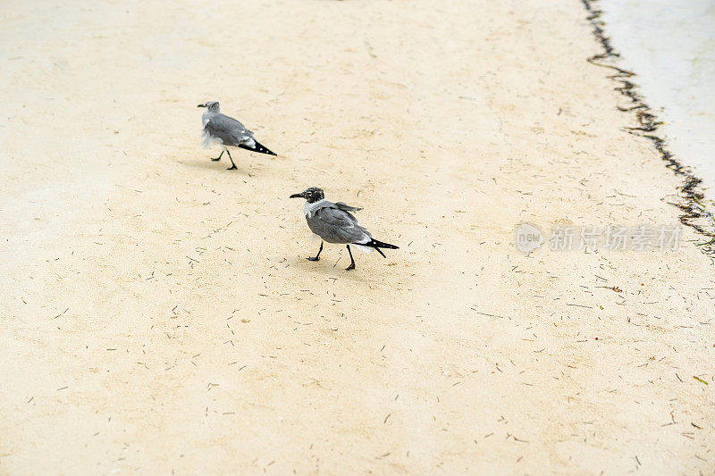 两只海鸟在水边