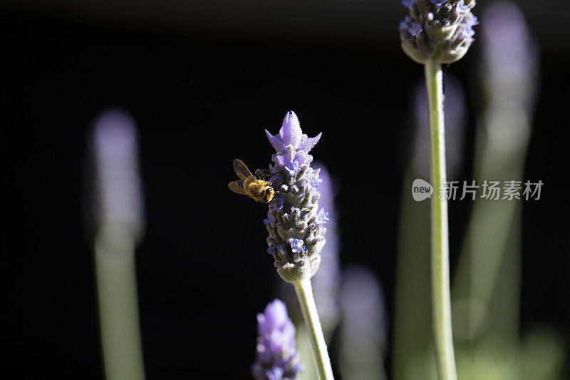 蜜蜂和薰衣草