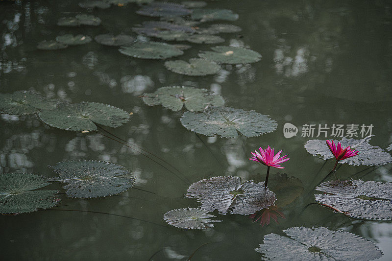 荷花池塘对黑暗的林地背景