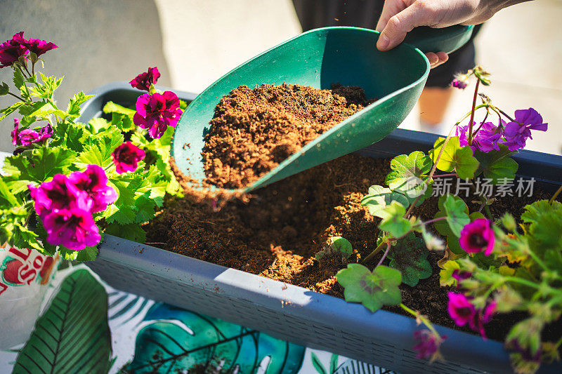 男人撒丁岛的花卉种植