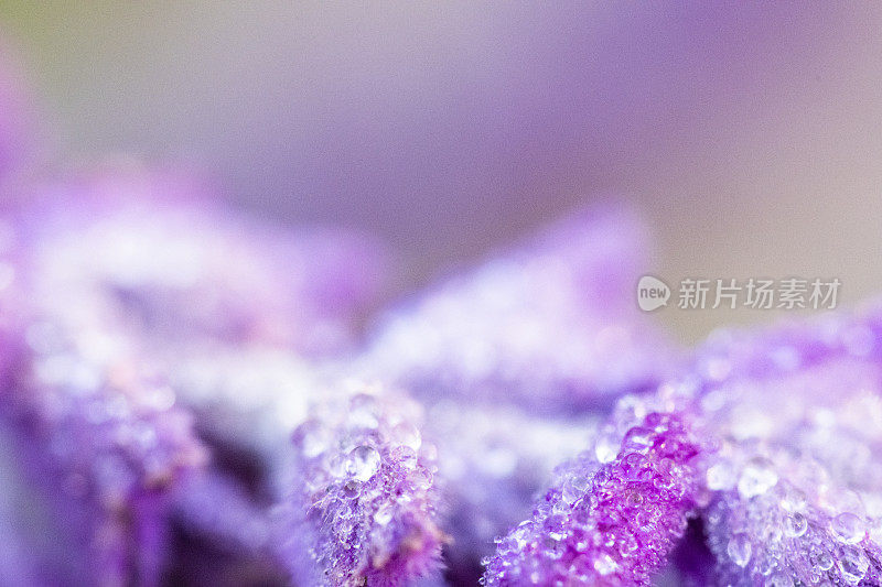 露珠花选择焦点背景