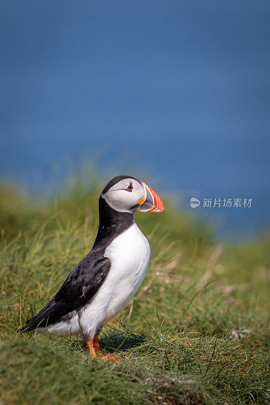 大西洋海雀，在法恩群岛，诺森伯兰郡，英国，北海