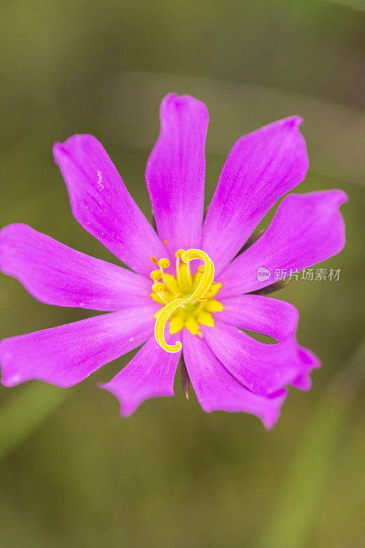 开放的沼泽玫瑰龙胆花和s形花药