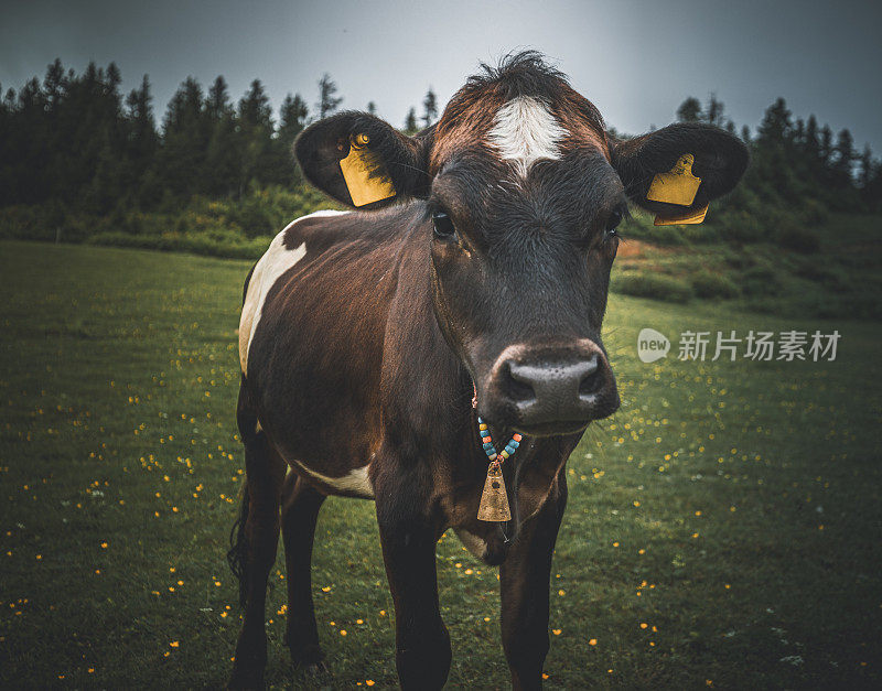 一头奶牛在青山牧场上的肖像