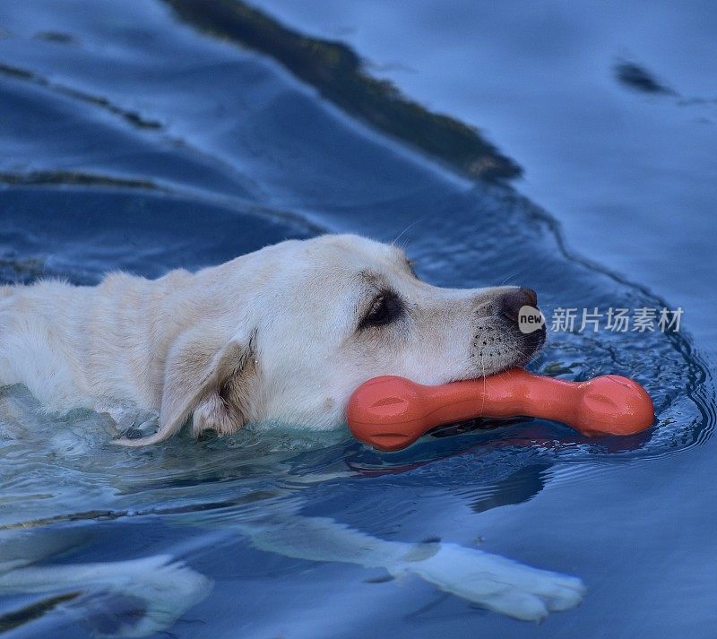 狗在湖中游泳的特写镜头