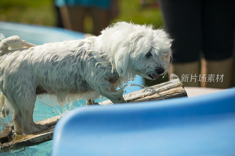 潮湿的马耳他狗从游泳池出来