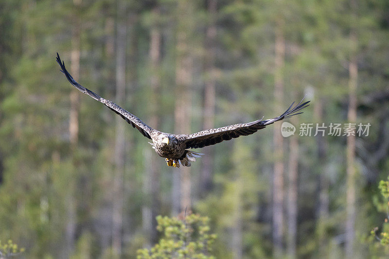 在芬兰北部锦湖附近的森林中，一只正在飞行的白尾鹰