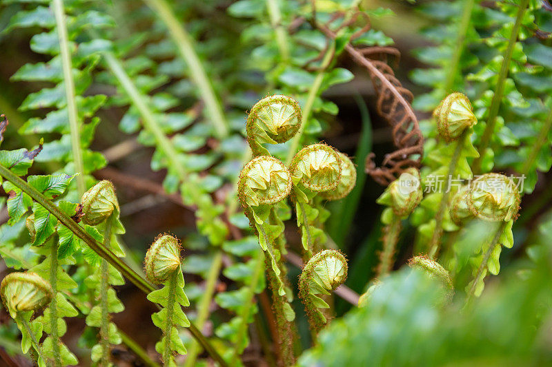 蕨类植物的新芽从植物基部的中心萌发