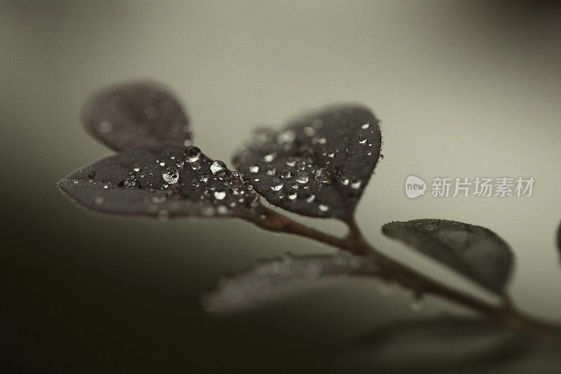 新鲜的棕色叶片与露珠特写。自然背景