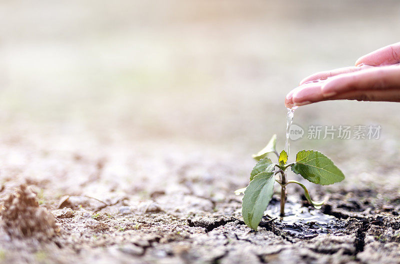 一个人的手抱着幼苗的特写，包括种植幼苗