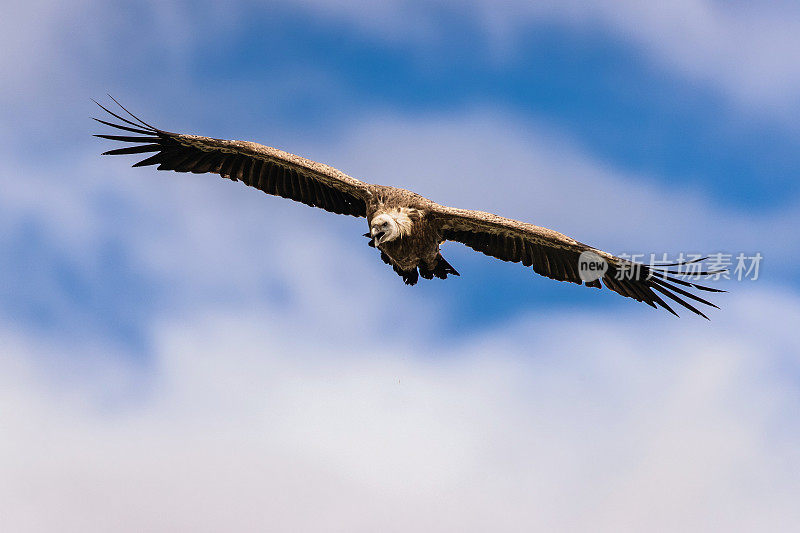 兀鹫在天空中飞翔。