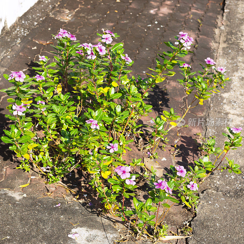 曼谷人行道上盛开着紫色花朵的植物