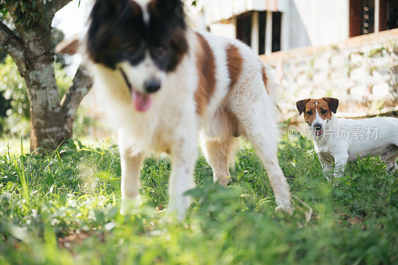 两只doy狗玩在一起好玩的杰克罗素梗宠物曼谷狗在室外花园在房子