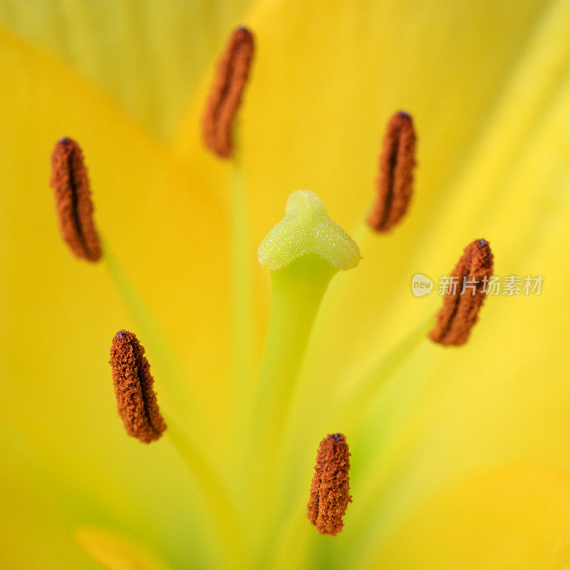 一种黄色的百合花头的柱头和雄蕊