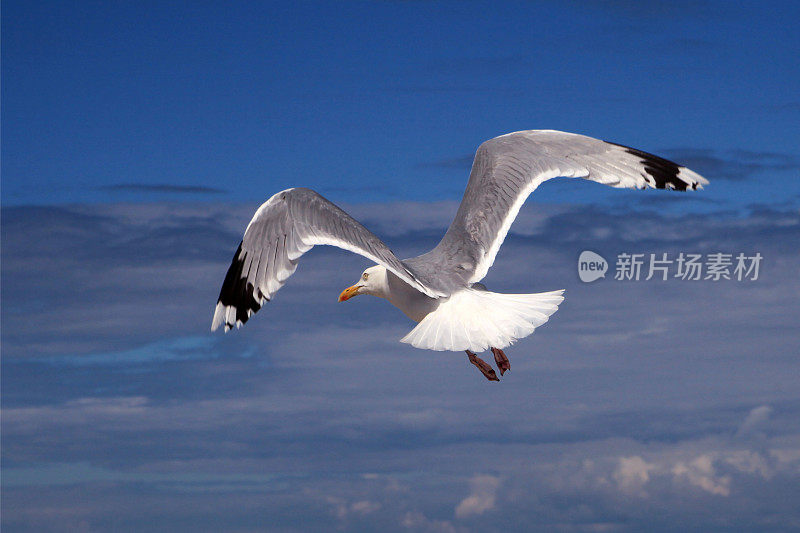 夏日蔚蓝天空中的海鸥