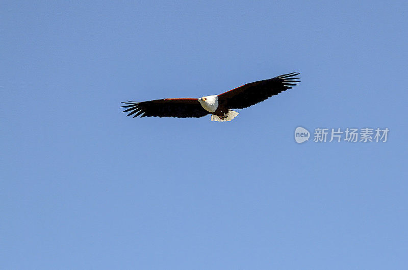 非洲Fish-Eagle