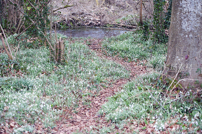 雪花莲的小路向前走。英国多塞特郡温伯恩市威斯尚顿附近的克里切尔庄园，一条公共小径。