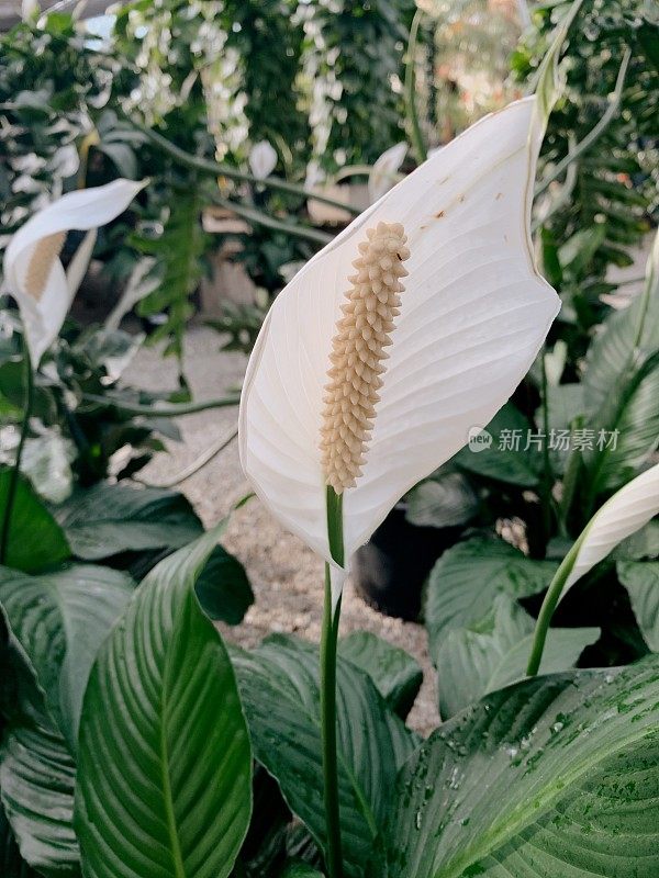 和平百合“Spathiphyllum”室内植物